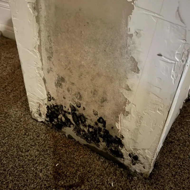 Professional Mold Removal in Isle of Wight County, VA